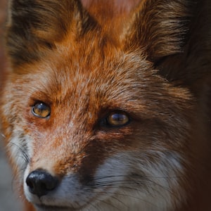 Ylvis - The Fox - 狐狸叫 超热门版 超嗨 超好听